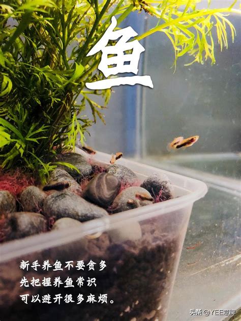 魚缸養幾隻魚|魚缸養多少魚合適，這個公式告訴你，再也不用請教別。